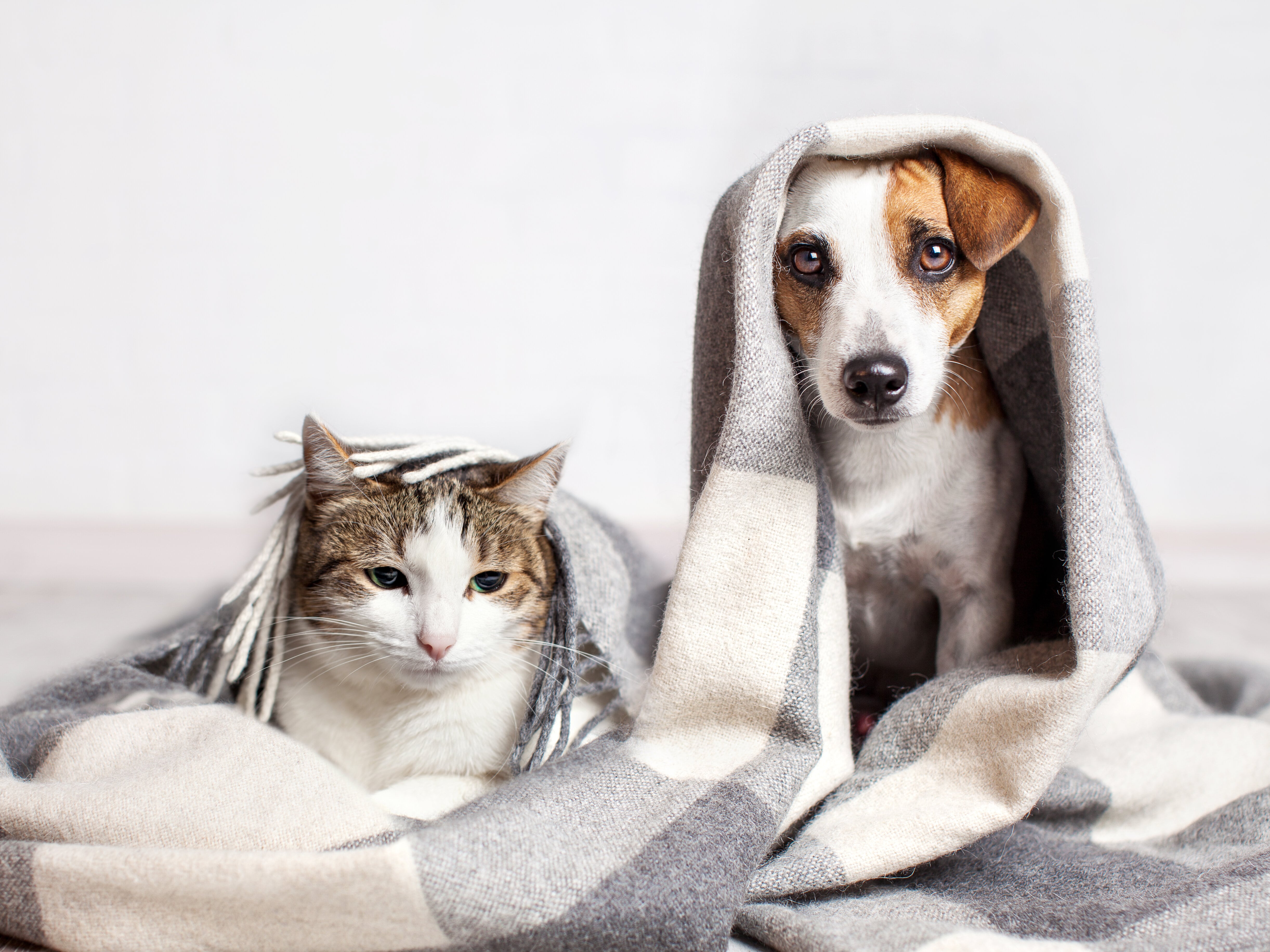 Pets under blanket