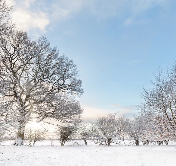 snowy trees